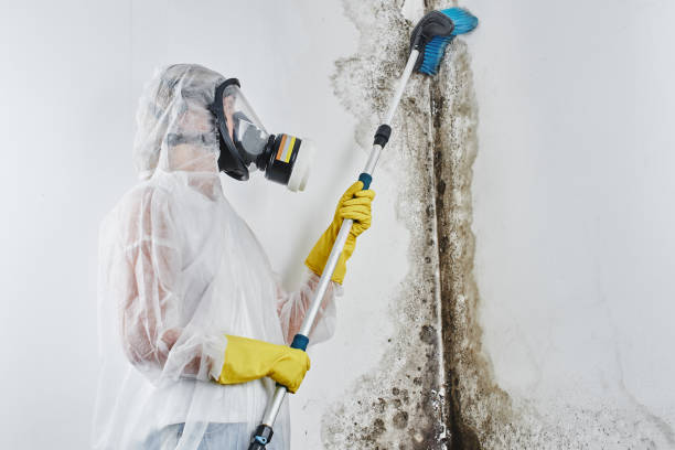 Home Mold Removal in Buckhannon, WV