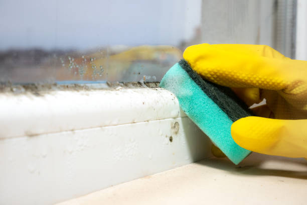 Best Commercial Mold Removal  in Buckhannon, WV