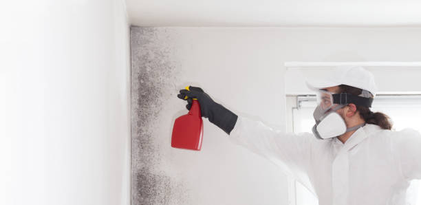 Best Office Mold Removal Services  in Buckhannon, WV