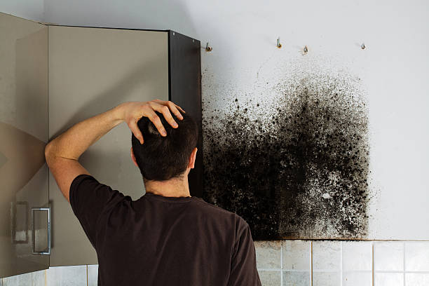 Best Mold Removal Near Me  in Buckhannon, WV
