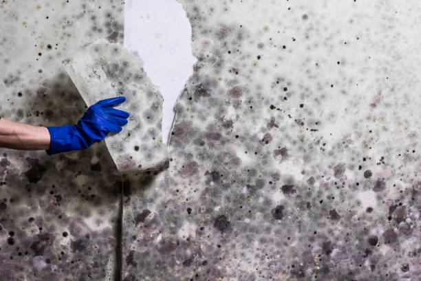 Best Certified Mold Removal  in Buckhannon, WV