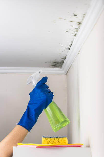 Buckhannon, WV Mold Removal Company